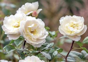 Sir David Beckham rose
